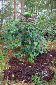 Zbytky z kávových bobulí putují zpět na plantáž jako hnojivo